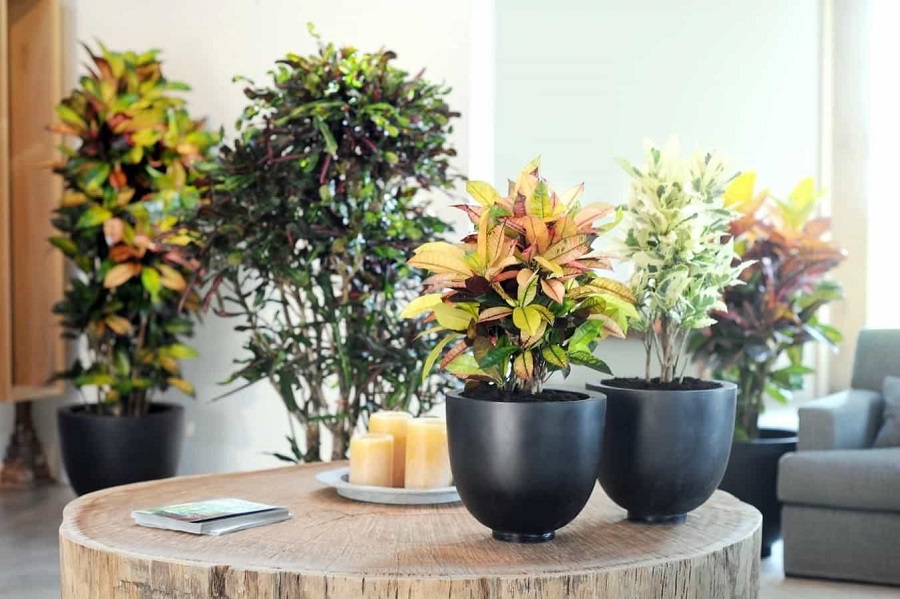 5 Indoor plants for low light spaces2