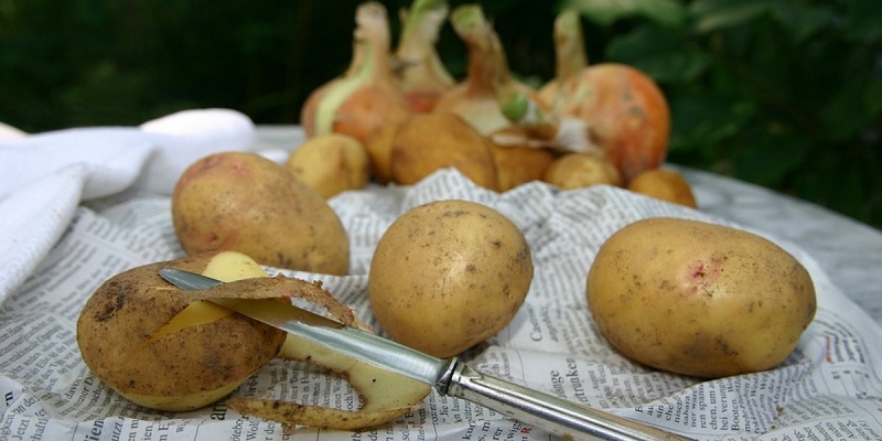 How And What To Choose A Food Waste Chopper Under The Sink?