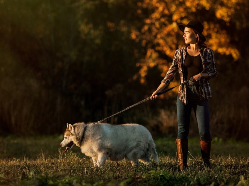 How to Keep Hunting Dogs Off Your Property